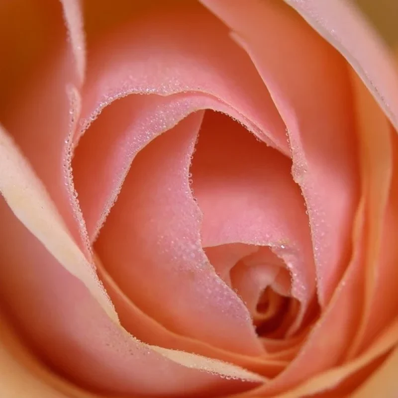L9990097_AP_1024x1024_61b8c24e-4835-4d07-a13e-513d2911ee7a_600x